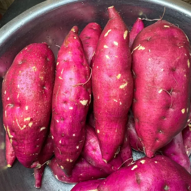 云南腾冲新鲜红薯牛粪种植粉糯香甜黄心番薯现挖板栗地瓜红山药