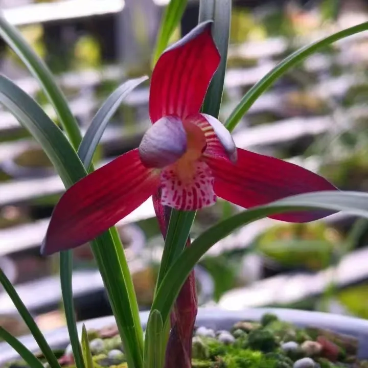 兰花兰花草春兰朵香（以直播间为主，一物一拍一截图）