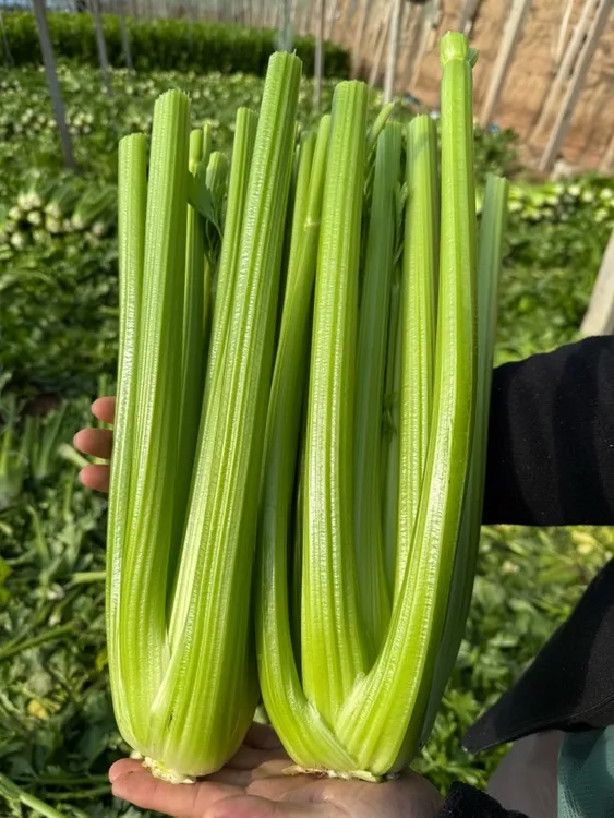 （京东冷链）水果西芹山东寿光自家原生态种植生吃榨汁