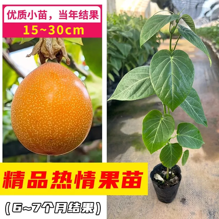 哥伦比亚热情果苗热情果嫁接苗云南热情果苗西双版纳热情果苗