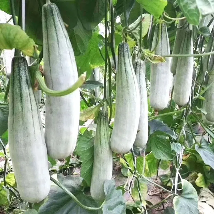 春播】羊角蜜甜酥脆香甜羊角脆瓜种子