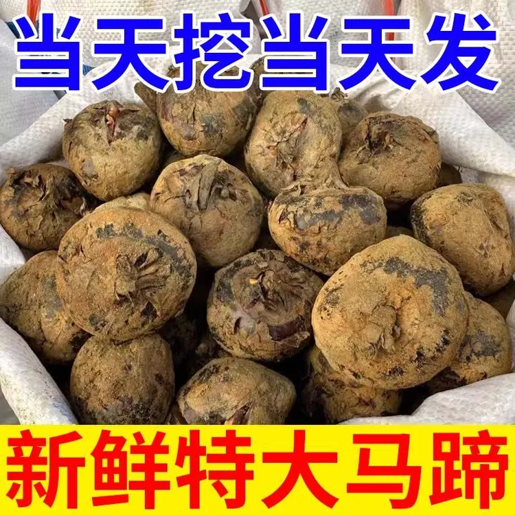 广西荔浦新鲜牛奶马蹄荸荠实惠当季正宗地梨蔬菜农家2025新鲜水果