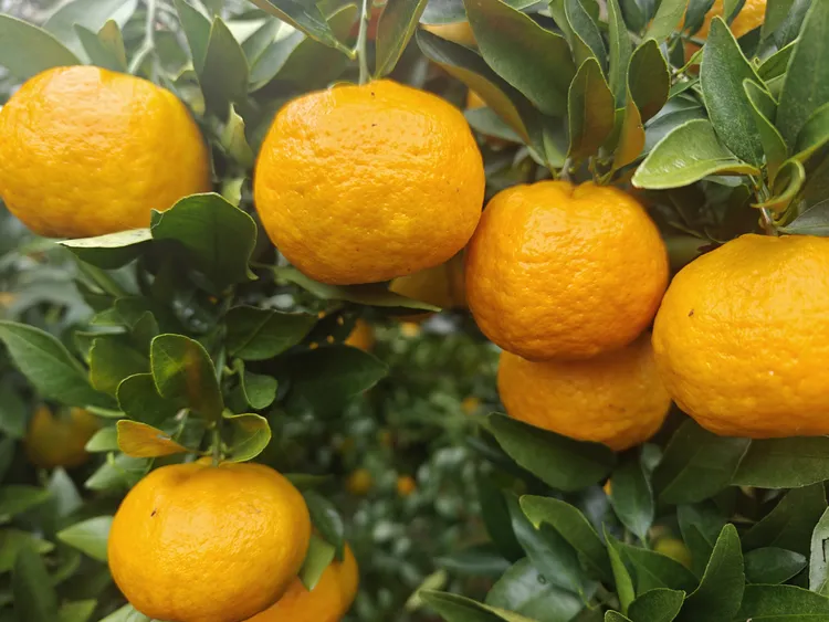 云南屏边当季新鲜水果薄皮多汁橘子