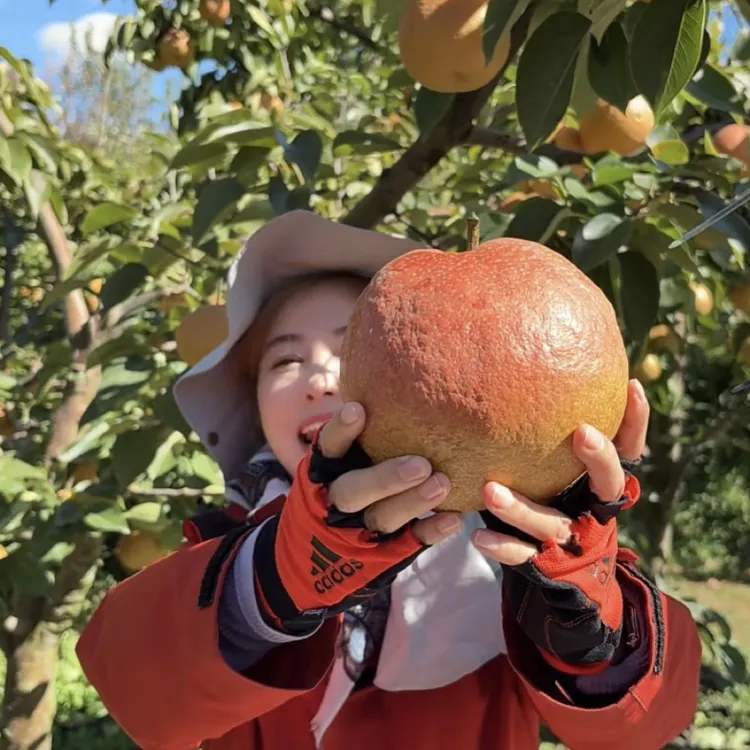 丽江木梨当季新鲜现摘脆甜多汁应季水果金果梨