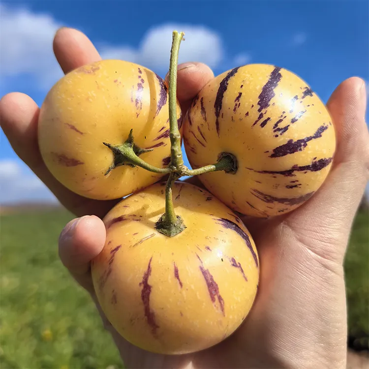 盛果邻  云南石林人参果树上自然熟圆果黄肉新鲜应季水果精选大果