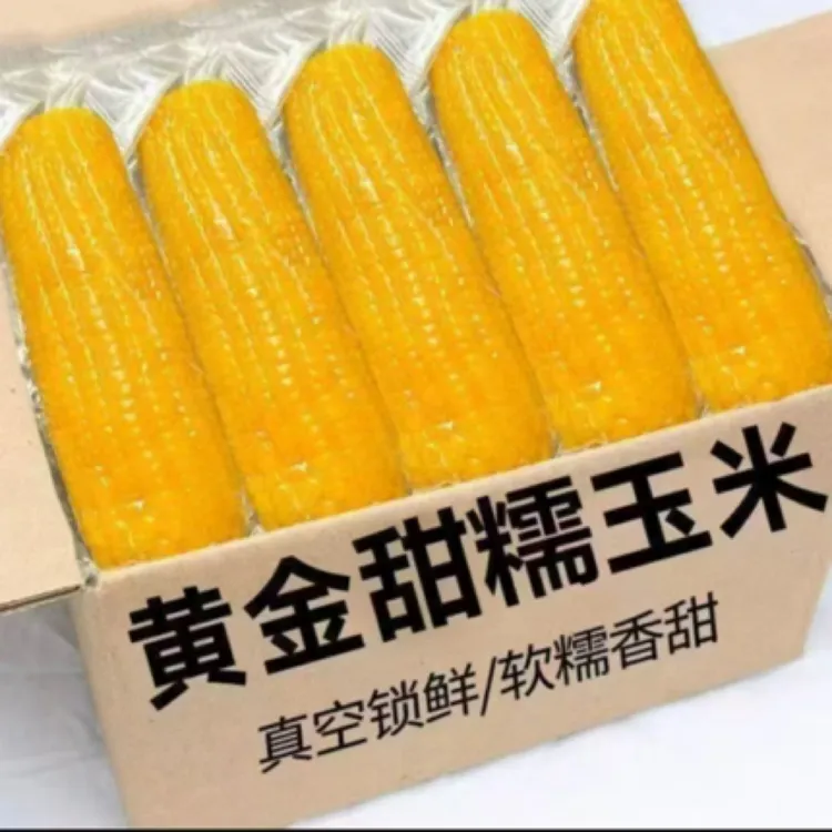 【整箱12根7斤】东北黄糯玉米软糯香甜一大箱（试吃两根）
