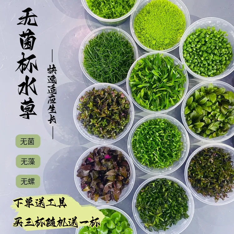 无菌杯水草阴性鱼缸造景新手合集前景草坪后景珍珠草净化增氧小米
