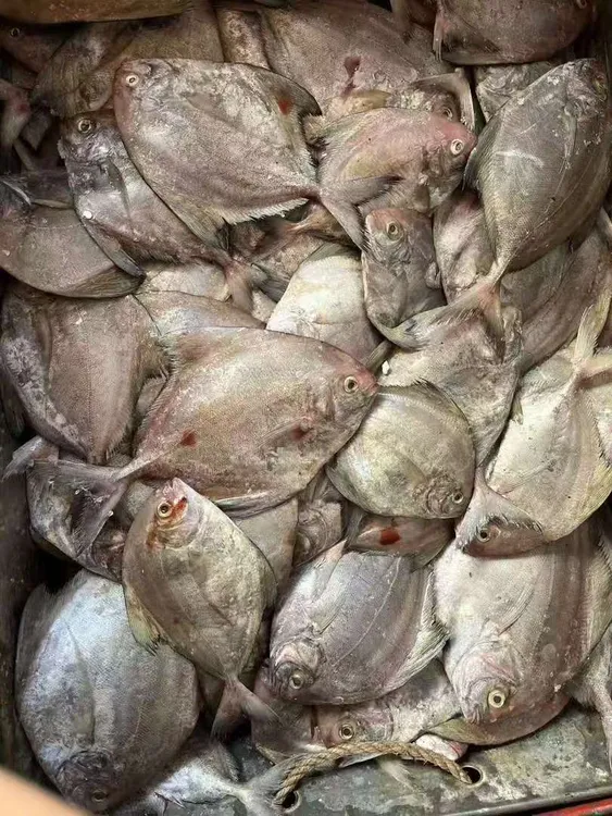 汕尾马宫野生本港新鲜乌鲳鱼，顺丰冷链海鲜鲜活新鲜海鲜海鱼