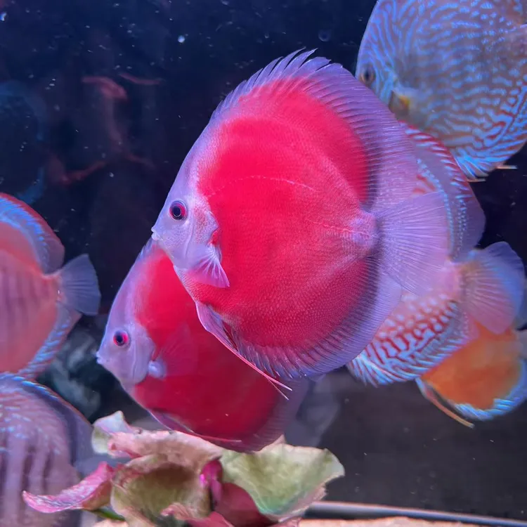 【自家渔场养殖】七彩神仙 类目2（财神，松石，红金，血地图）买二送一