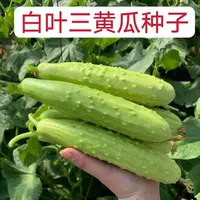  【满五包包邮】四季播白叶三水果黄瓜种子 小白黄瓜脆甜生吃 易种