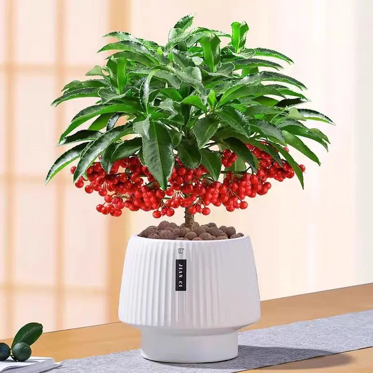 富贵籽盆栽金玉满堂年宵花植物（带果植物路途少量落籽正常现象）