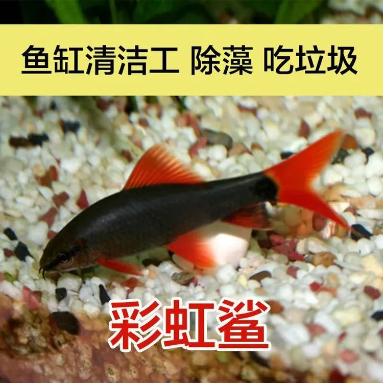 清道夫清洁鱼彩虹鲨金苔鼠鱼热带观赏鱼群游招金鱼狮子头蝴蝶鲤