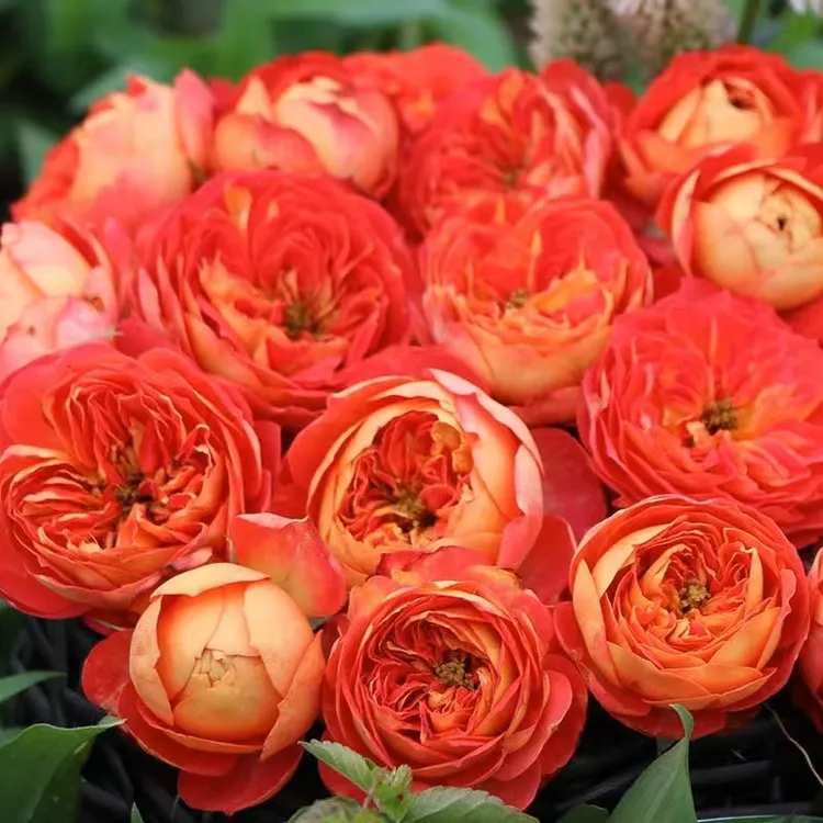 藤宝贝阳台庭院耐热多花藤本四季蔷薇玫瑰花