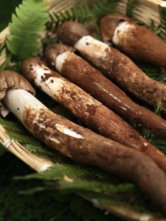 （夏日专享）云南野生新鲜鸡枞菌