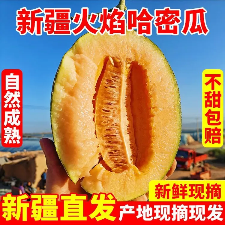 新疆吐鲁番西州蜜25号哈密瓜脆甜多汁新鲜水果直发