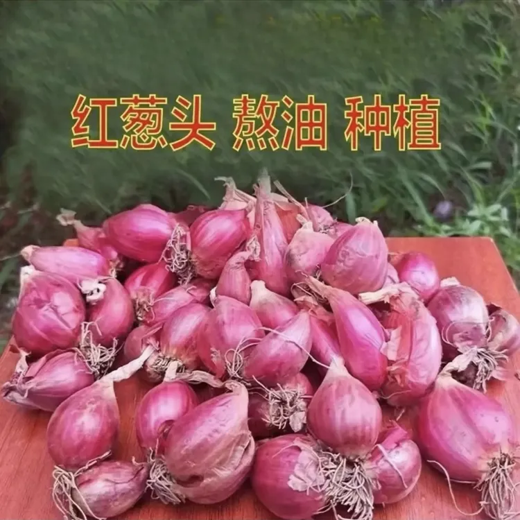 四川农家香葱头新鲜葱头四季红葱头干葱头盆栽种植火葱黄葱随意插