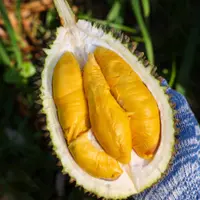 【老沙严选】马来西亚D197液氮（冷冻）猫山王榴莲整果 单果2斤起