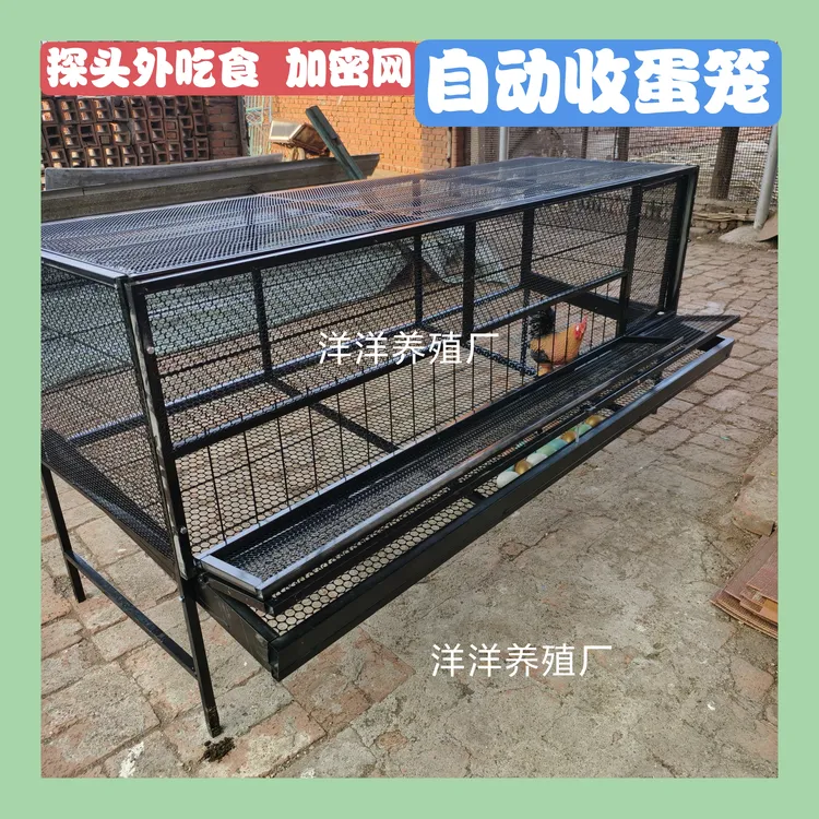 鸡笼蛋鸡笼可自动收纳鸡蛋笼外喂食防黄鼠狼加密链条网片镀锌支架