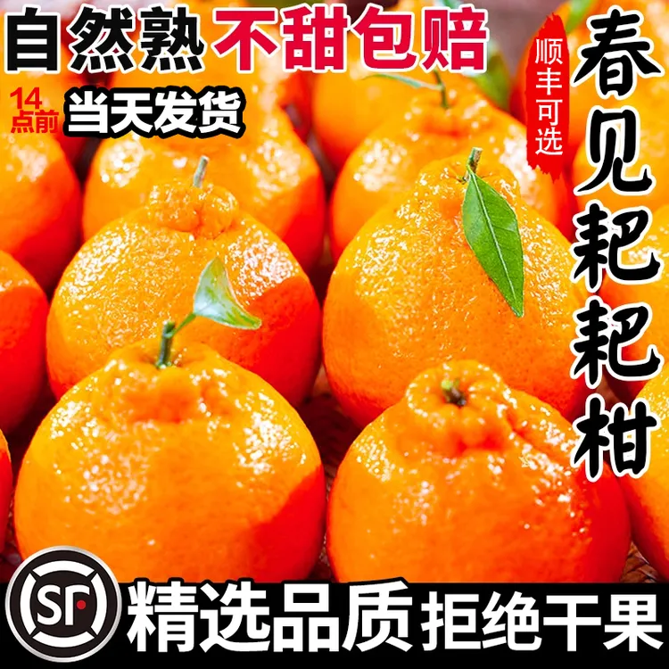 四川眉山春见耙耙柑2025新鲜水果热卖产地直发当季非丑橘桔脐橙10