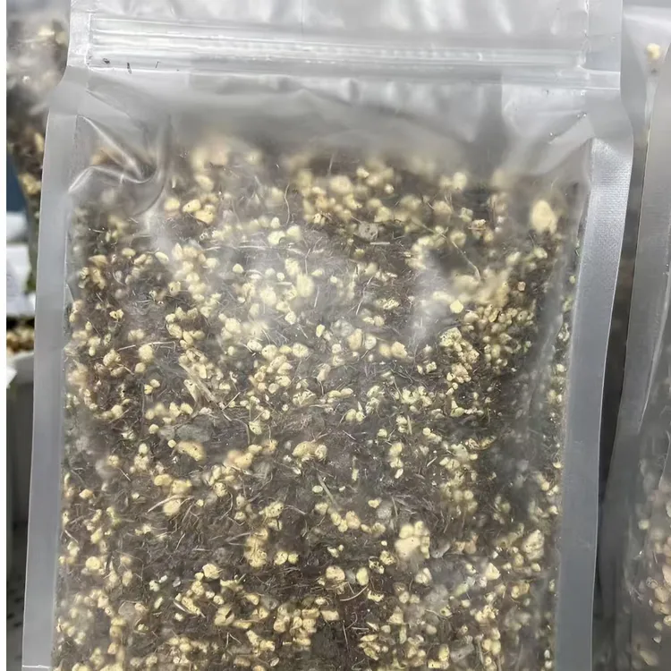 多肉植物带营养土多肉植物大大猪肝水泡