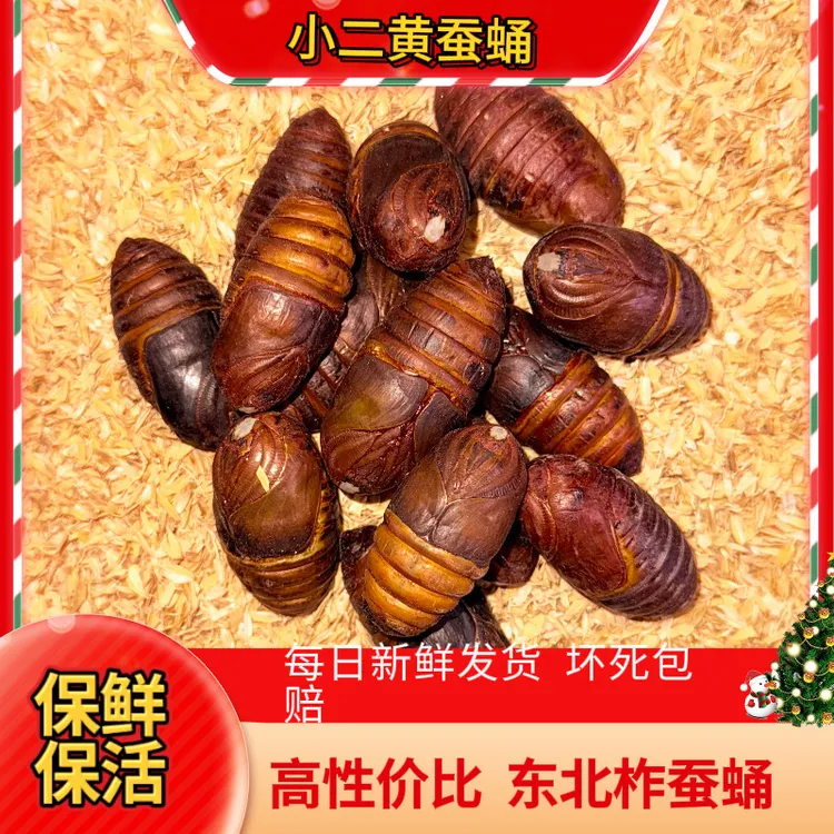 【小二黄】新蛹小二黄蛹辽宁凤城蚕蛹小二黄蚕蛹源产地鲜活东北