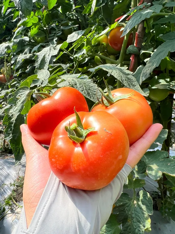 广西资源高山沙瓤西红柿新鲜采摘自然成熟应季果蔬产地直发