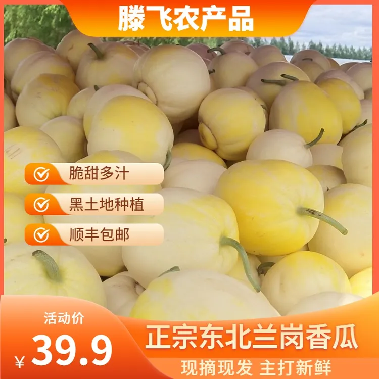 正宗东北大地香瓜脆甜多汁精品甜瓜顺丰包邮