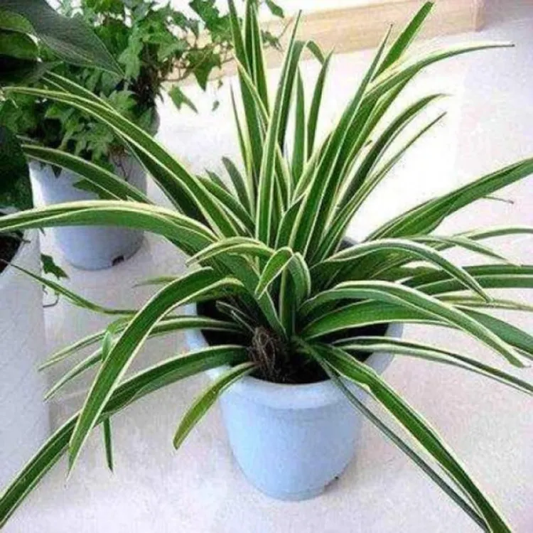 青叶金边金心金鱼吊兰客厅室内办公室垂吊绿植盆栽花卉垂吊常春藤