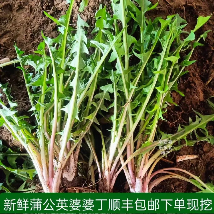 东北婆婆丁新鲜野菜蒲公英东北蘸酱菜顺丰包邮