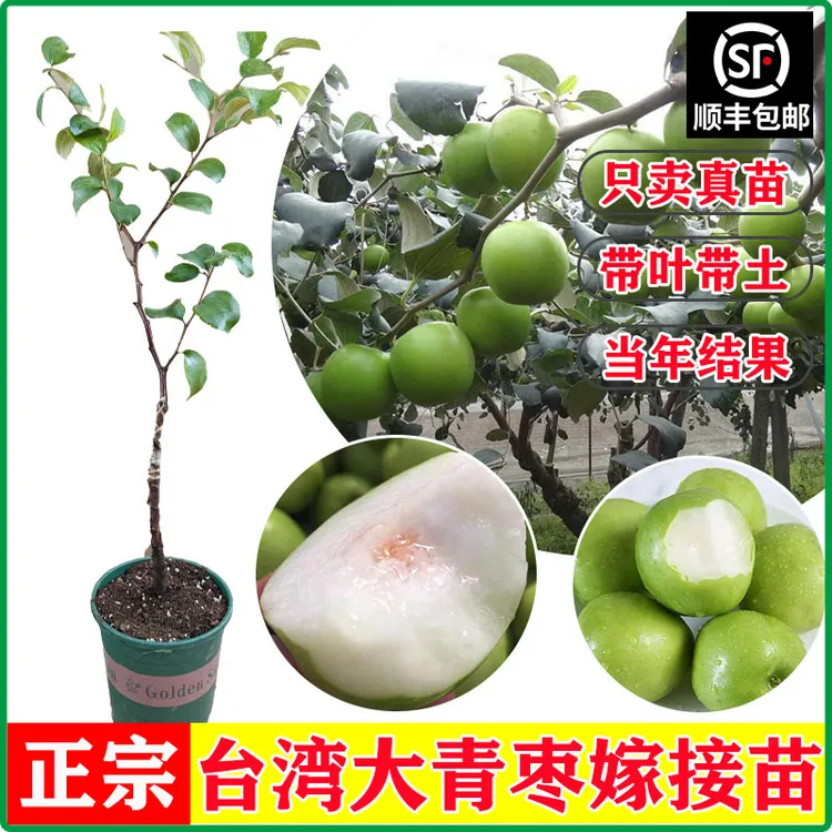 台湾大青枣苹果枣牛奶蜜丝青枣嫁接苗盆栽带叶广西发货顺丰包邮