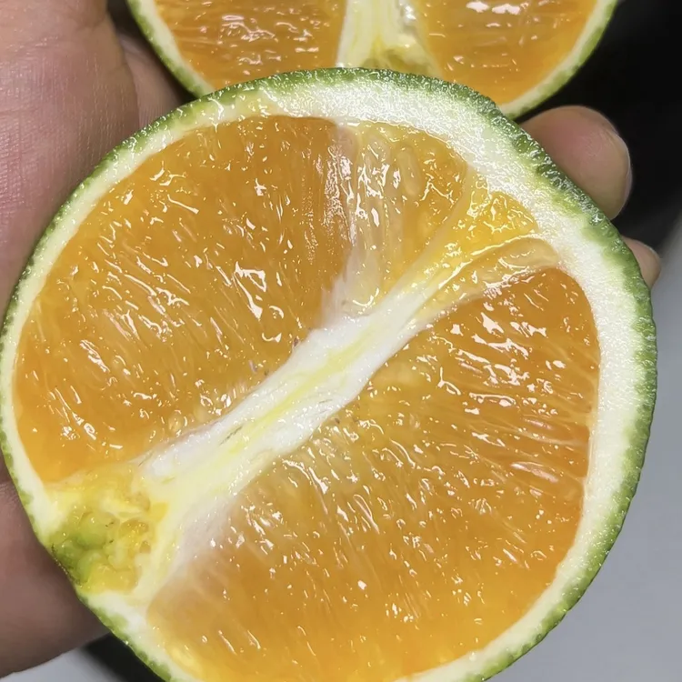 榨汁橙九月红颜色有青有黄果面轻微瑕疵约8甜2酸中/大果随机发货。