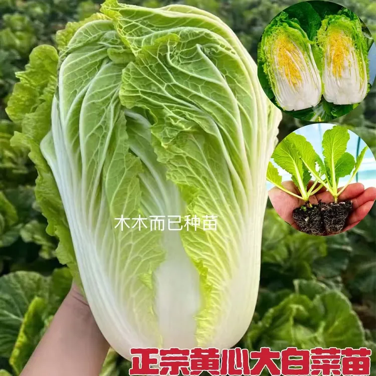 黄心大白菜苗西兰花有机松花菜苗白花菜秧苗甘蓝苗包菜苗秋冬耐寒