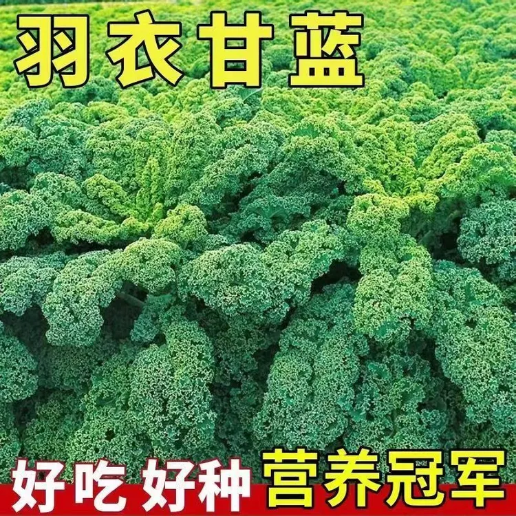 【羽衣甘蓝种子】四季播种有机高钙耐寒食用橄榄菜大田盆栽易种植