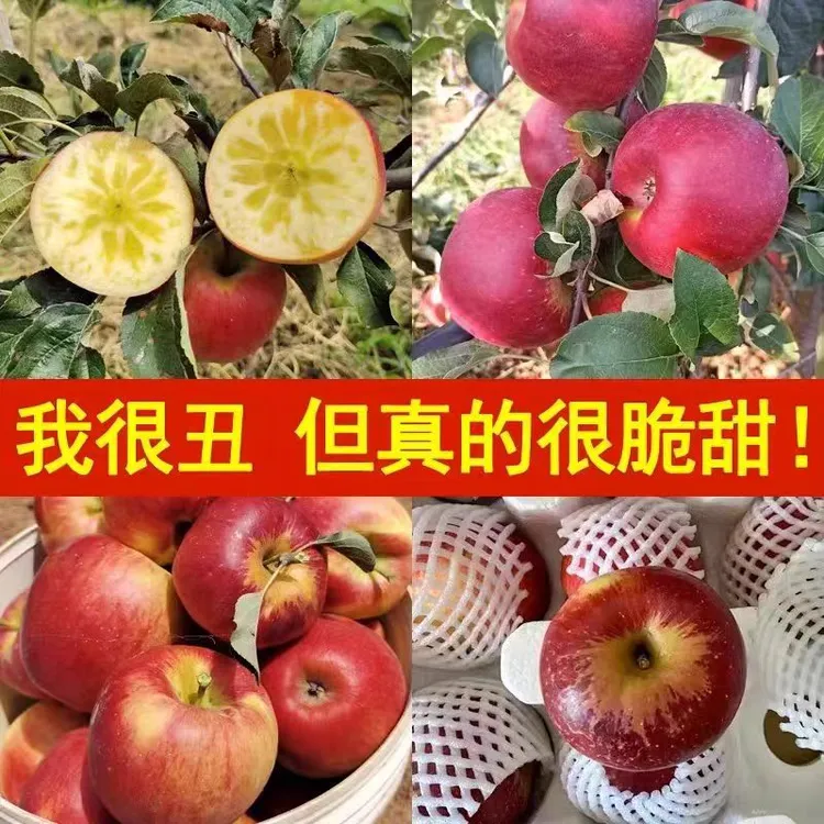 云南昭通苹果当季新鲜水果脆甜多汁树上现摘现发2001八分甜两分酸