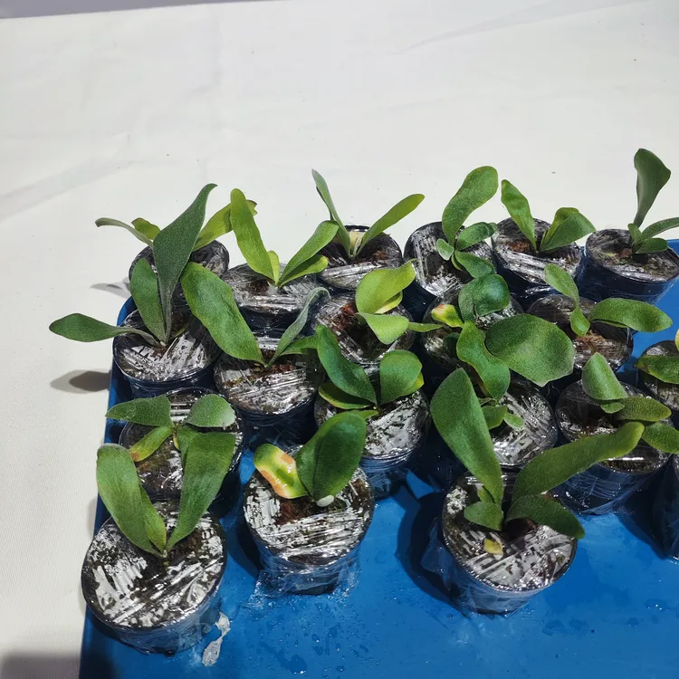 蓝皇后鹿角蕨盲盒