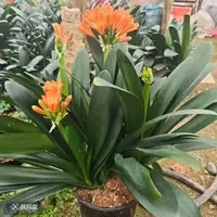 【多头群兰】君子兰室内盆栽绿植好养活四季开花