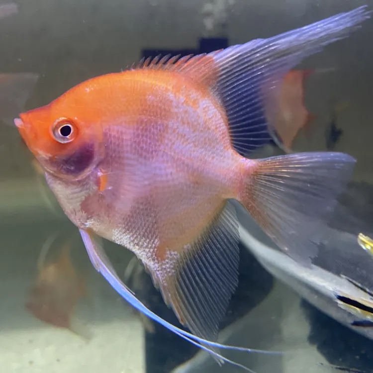 红魔神仙燕大号肉身5-6头尾7+热带观赏鱼好养皮实红魔鬼神仙鱼