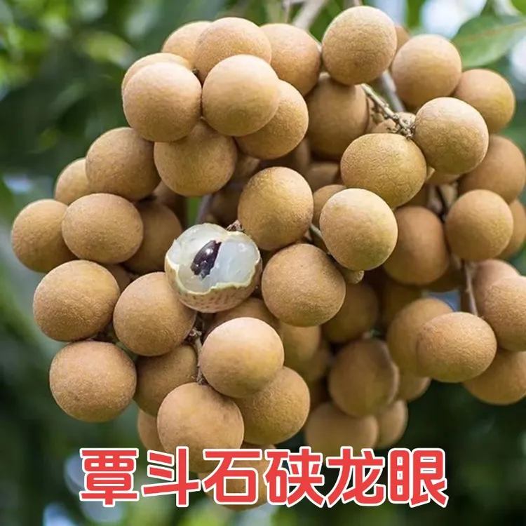 湛江特产覃斗石硖龙眼多汁肉厚产地直发新鲜水果自产自销顺丰包邮