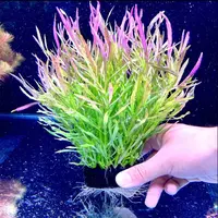 【巴西百叶坨草】 新手懒人水草鱼缸造景净化水质增氧