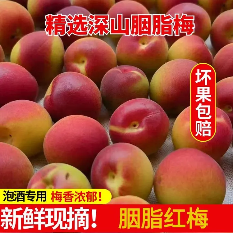云南胭梅5斤泡酒云南红梅新鲜现摘青梅泡酒酸梅子