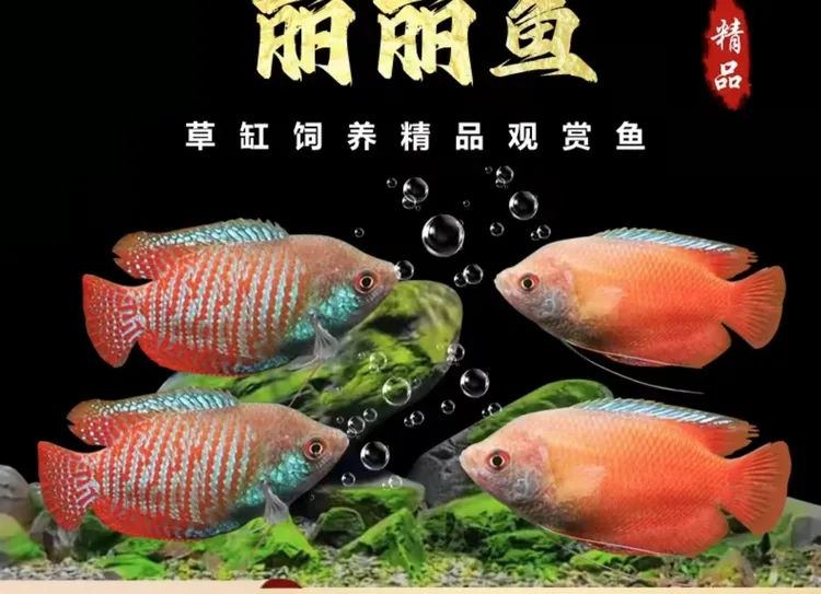 《五彩丽丽》和《血丽丽》好养耐活不打氧气观赏鱼热带淡水鱼