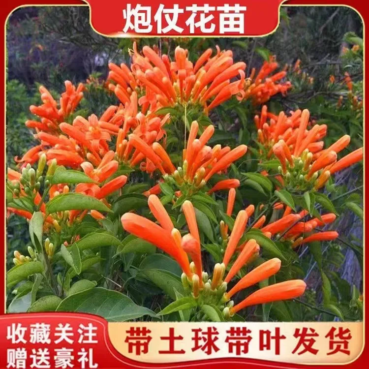 炮仗花苗爬藤植物 四季鞭炮花苗大苗花苗攀援花卉红爆竹花围墙花
