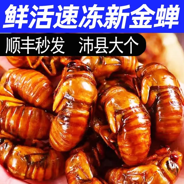 2025【顺丰冷链包邮】新鲜大金蝉白蝉知了猴爬叉沛县真金蝉鲜活批发