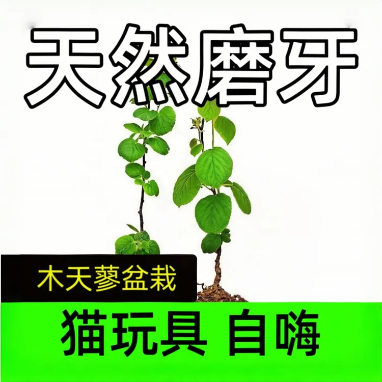 木天蓼树苗盆栽猫咪天然解闷自嗨磨牙棒幼苗猫玩具虫樱果逗猫耐咬