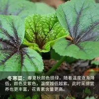【全店满5元包邮】糯米冬寒菜种子东苋菜马蹄儿菜种高钙儿童补钙菜