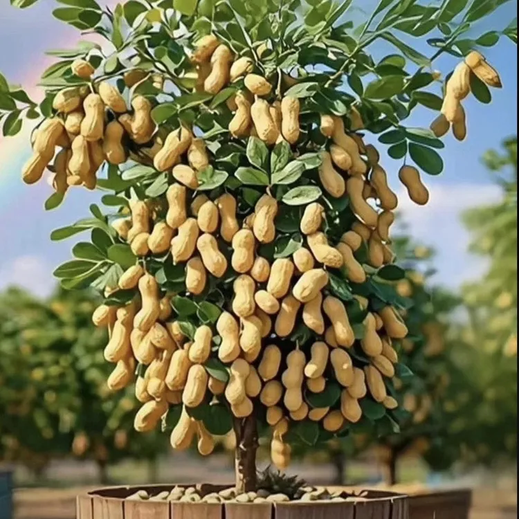 【长在树上的花生】四季花生种子大粒高产高油花生树种四季可种