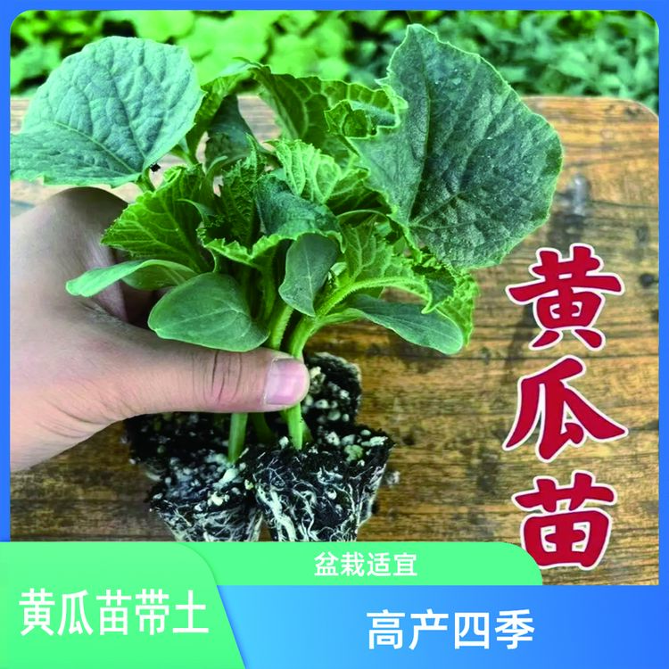 水果黄瓜秧苗黄瓜苗正宗水果黄瓜苗带土出售本地黄瓜苗玉女黄瓜种