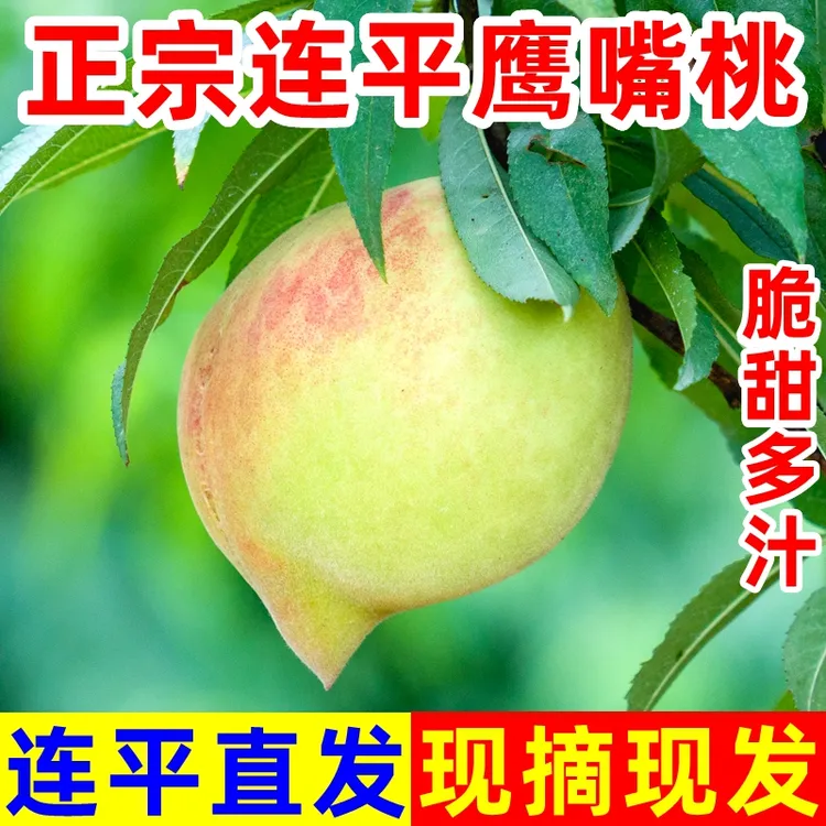 正宗广东连平鹰嘴蜜桃脆甜多汁高山老树水蜜油毛桃子当季新鲜水果