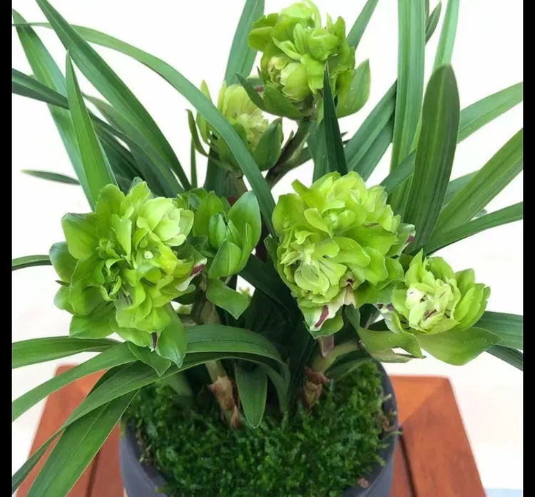 春兰九仙牡丹4苗