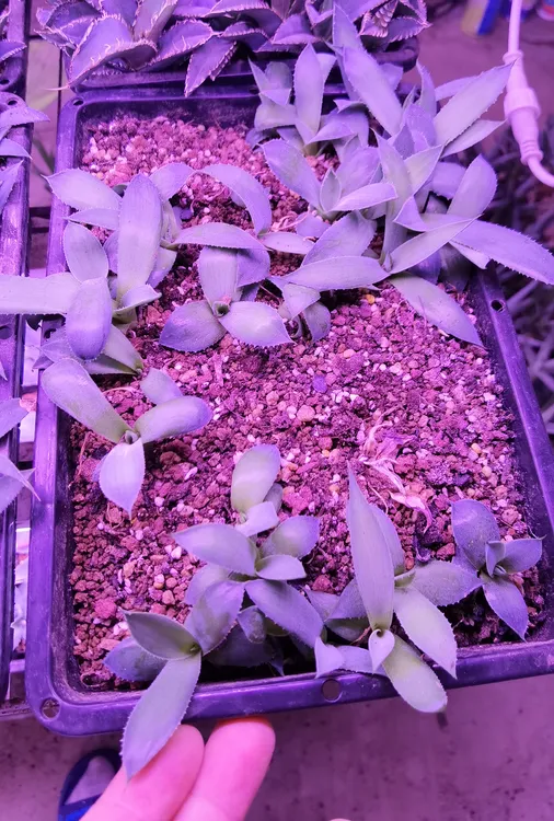 绿肌蓝肌仁霍利达蒙塔娜圆狮尾龙舌兰组合裸根发货